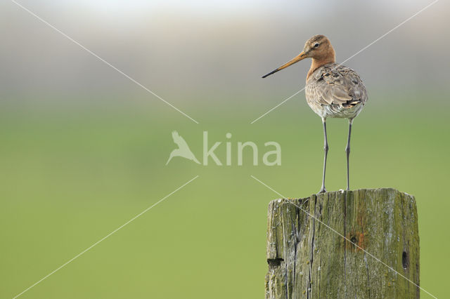 Grutto (Limosa limosa)