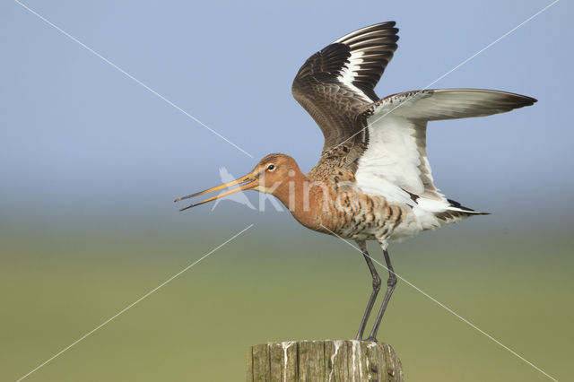 Grutto (Limosa limosa)