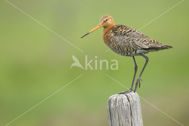 Grutto (Limosa limosa)