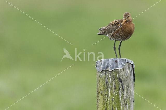 Grutto (Limosa limosa)