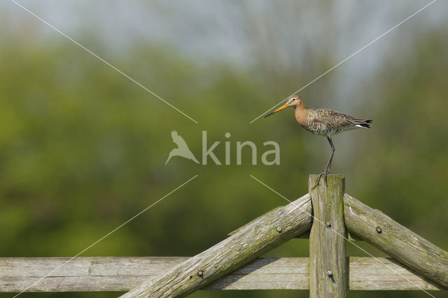 Grutto (Limosa limosa)