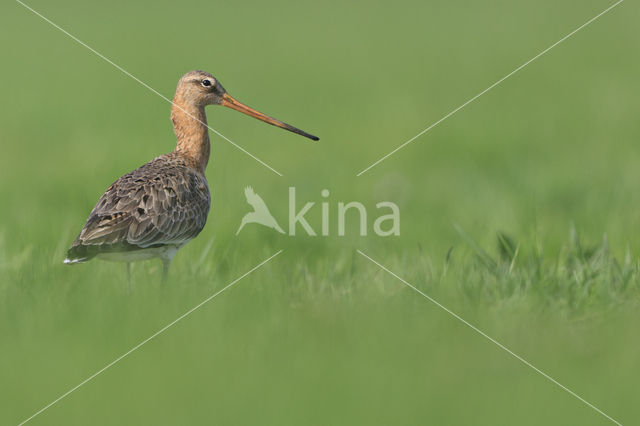 Grutto (Limosa limosa)