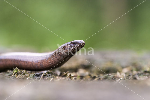 Hazelworm (Anguis fragilis)