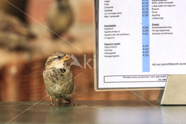 Huismus (Passer domesticus)