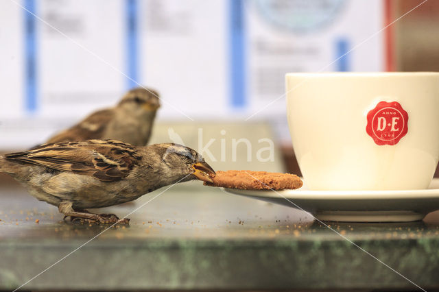 Huismus (Passer domesticus)