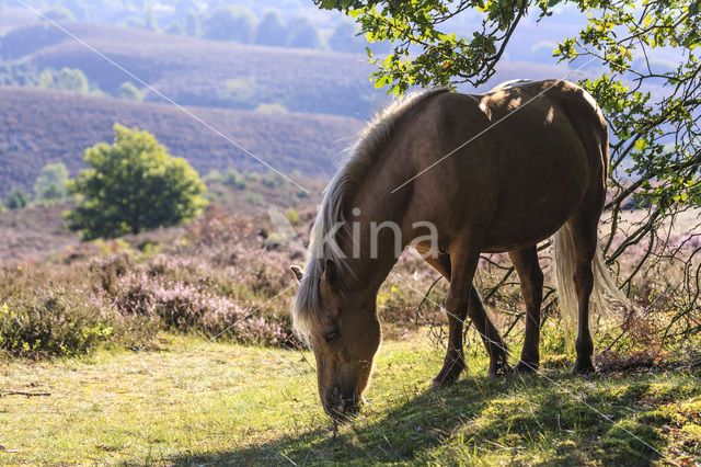 Icelandic Pony (Equus spp)