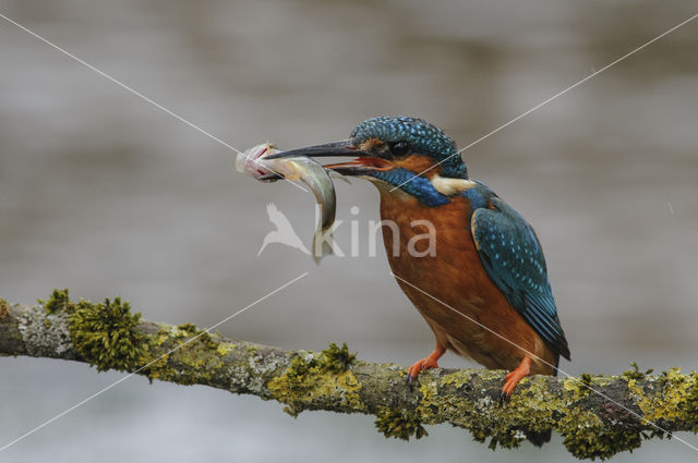 IJsvogel (Alcedo atthis)