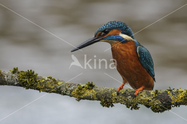 IJsvogel (Alcedo atthis)