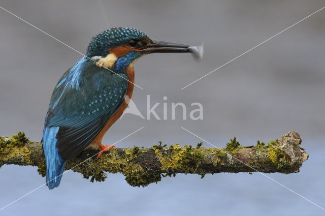 IJsvogel (Alcedo atthis)