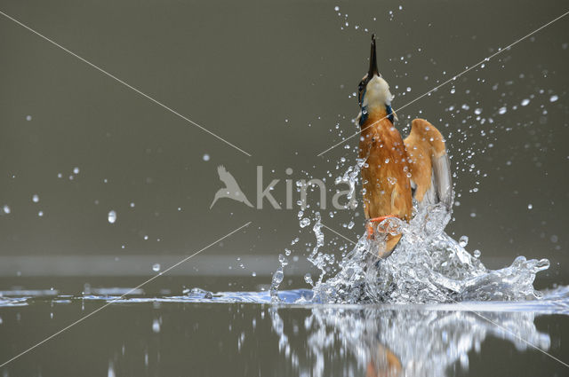 IJsvogel (Alcedo atthis)