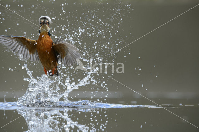 IJsvogel (Alcedo atthis)