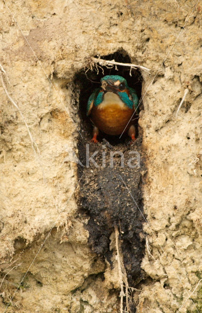 IJsvogel (Alcedo atthis)