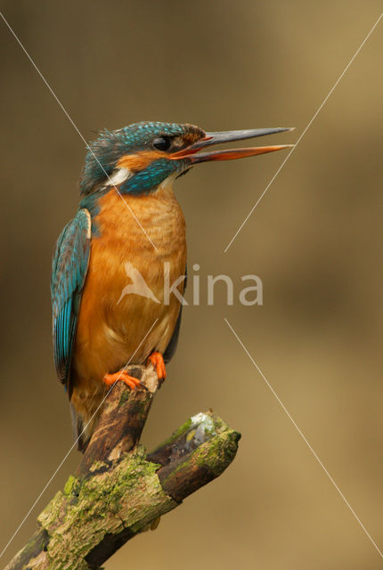 IJsvogel (Alcedo atthis)