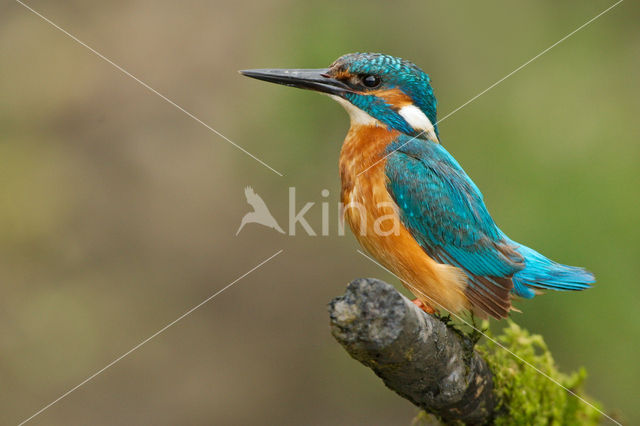 IJsvogel (Alcedo atthis)