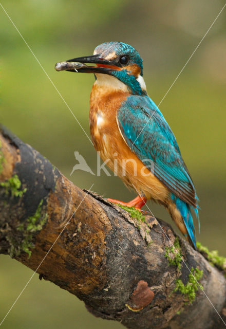 IJsvogel (Alcedo atthis)