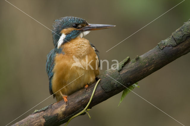 IJsvogel (Alcedo atthis)