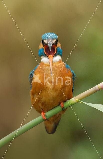 IJsvogel (Alcedo atthis)