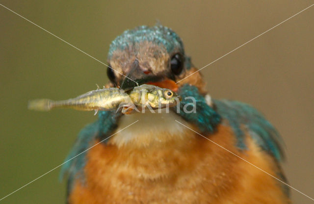 IJsvogel (Alcedo atthis)