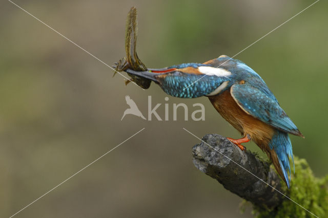 IJsvogel (Alcedo atthis)