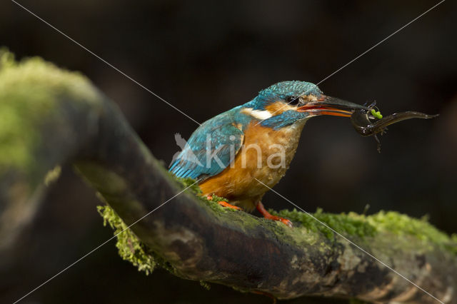 IJsvogel (Alcedo atthis)