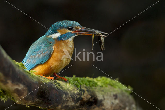 IJsvogel (Alcedo atthis)