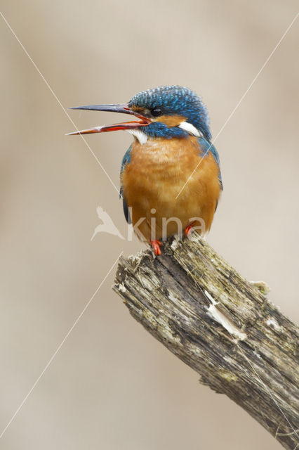 IJsvogel (Alcedo atthis)