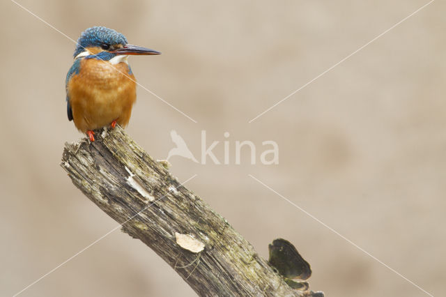 IJsvogel (Alcedo atthis)