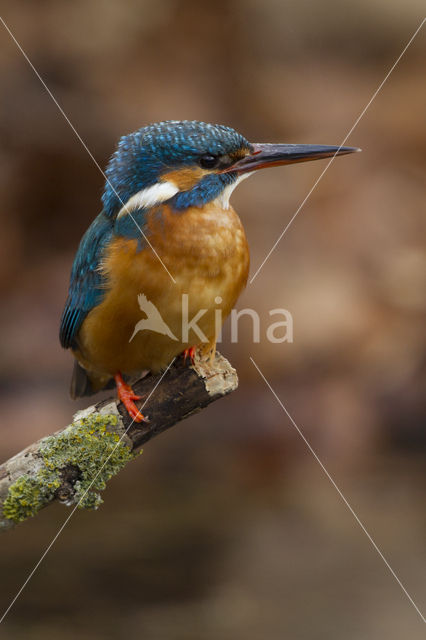 IJsvogel (Alcedo atthis)