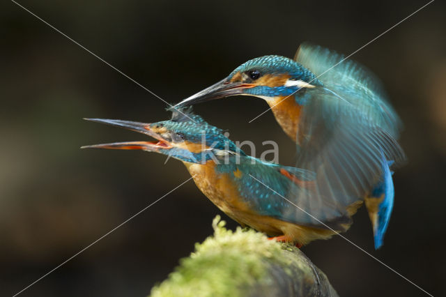 IJsvogel (Alcedo atthis)