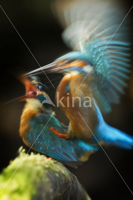 IJsvogel (Alcedo atthis)