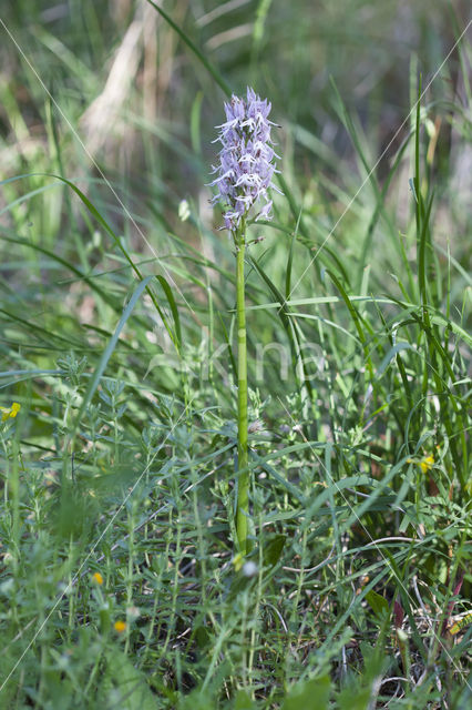 Italiaanse orchis (Orchis italica)