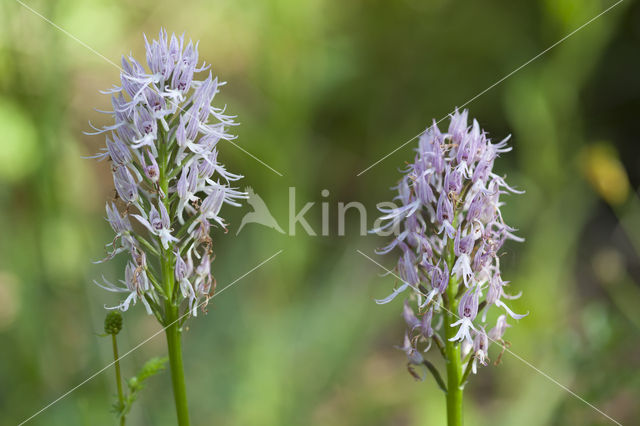 Italian orchid (Orchis italica)