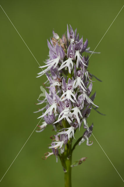 Italian orchid (Orchis italica)