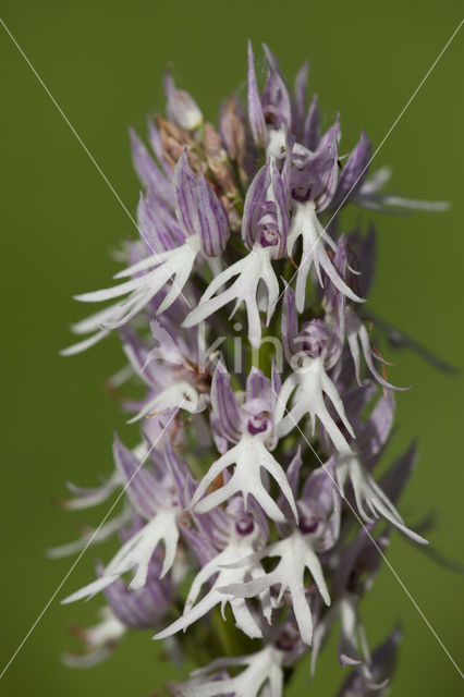 Italian orchid (Orchis italica)