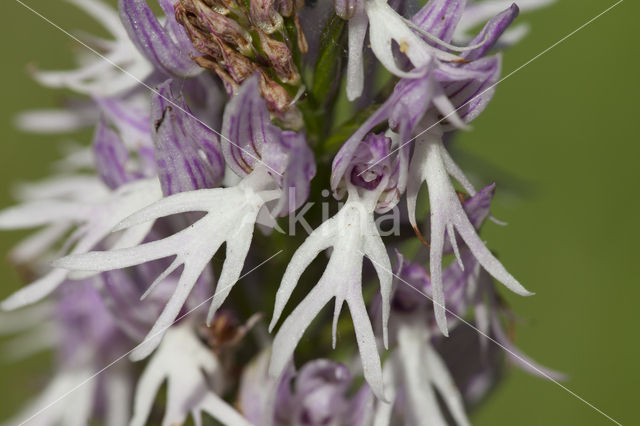 Italian orchid (Orchis italica)