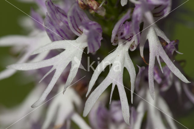 Italian orchid (Orchis italica)