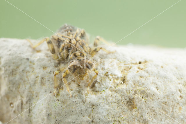 Kleine tanglibel (Onychogomphus forcipatus)