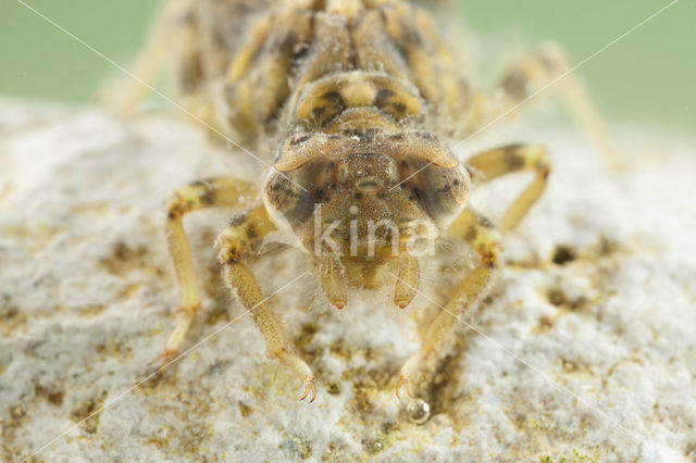 Kleine tanglibel (Onychogomphus forcipatus)