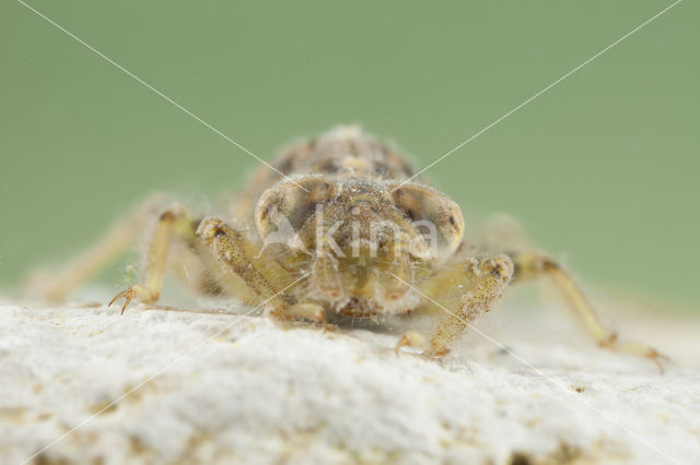 Kleine tanglibel (Onychogomphus forcipatus)