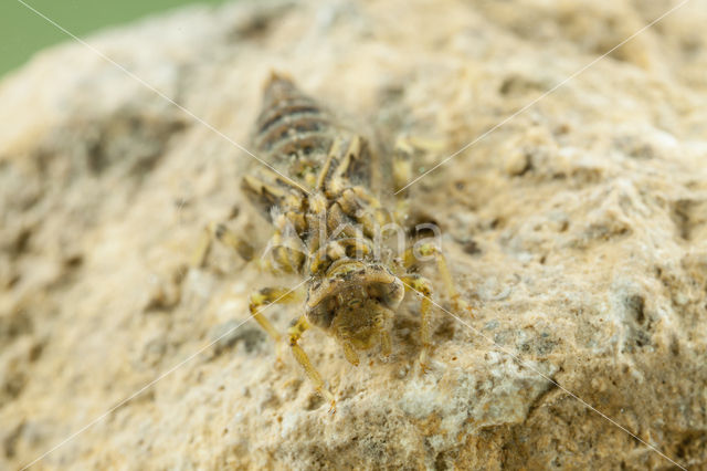 Kleine tanglibel (Onychogomphus forcipatus)