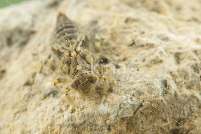 Kleine tanglibel (Onychogomphus forcipatus)