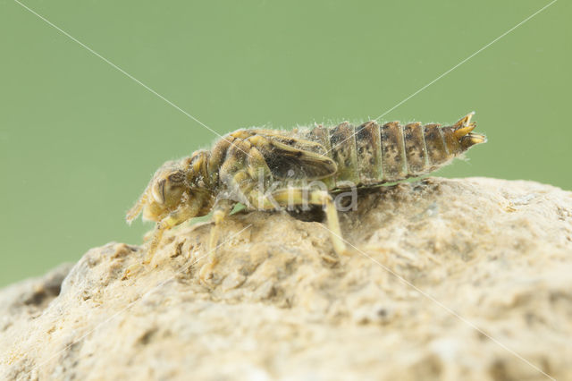 Kleine tanglibel (Onychogomphus forcipatus)