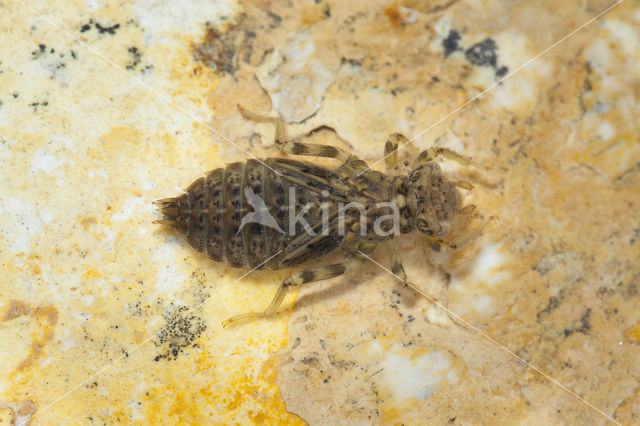 Kleine tanglibel (Onychogomphus forcipatus)