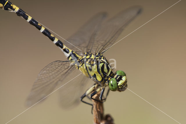 Kleine tanglibel (Onychogomphus forcipatus)