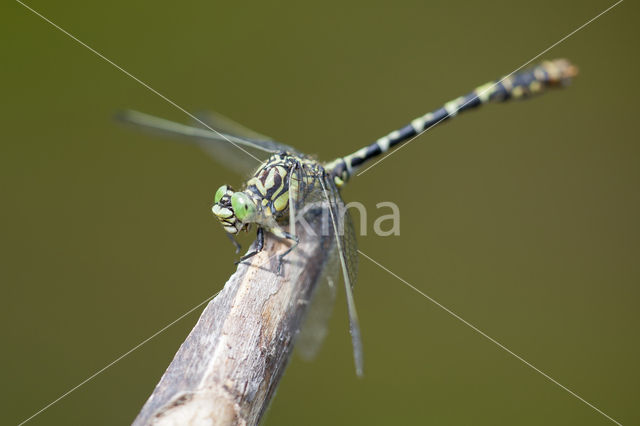 Green-eyed Hooktail (Onychogomphus forcipatus)