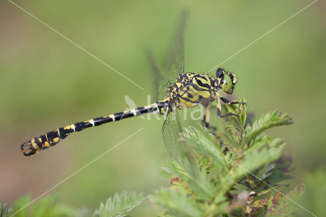 Kleine tanglibel (Onychogomphus forcipatus)