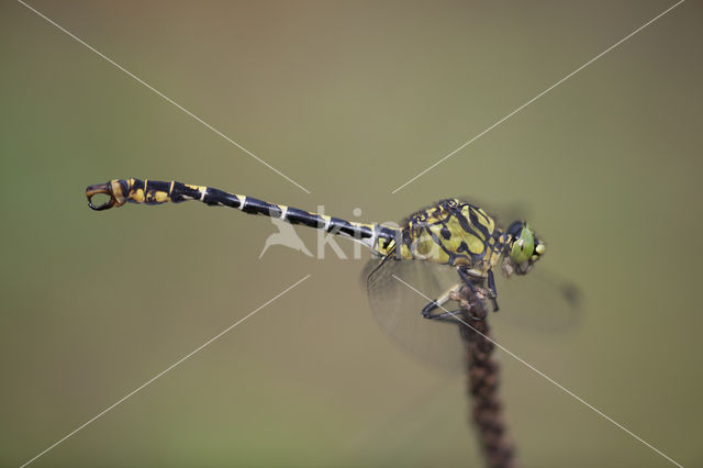 Kleine tanglibel (Onychogomphus forcipatus)