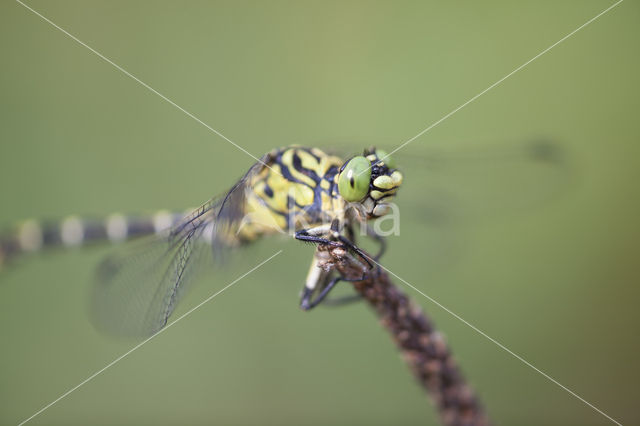 Kleine tanglibel (Onychogomphus forcipatus)