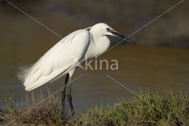 Kleine Zilverreiger (Egretta garzetta)