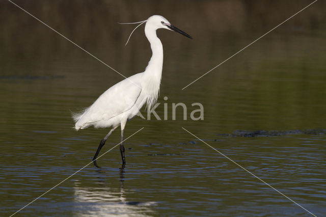 Kleine Zilverreiger (Egretta garzetta)